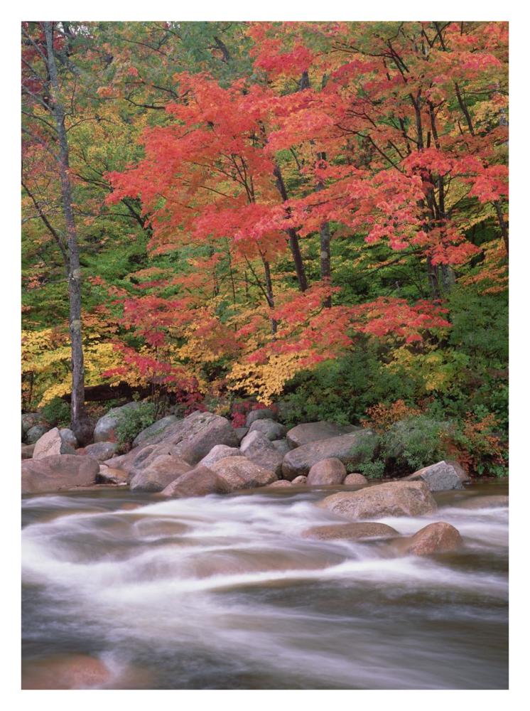 Autumn Along Swift River, White Mountains National Forest, New Hampshire-Paper Art-26X34