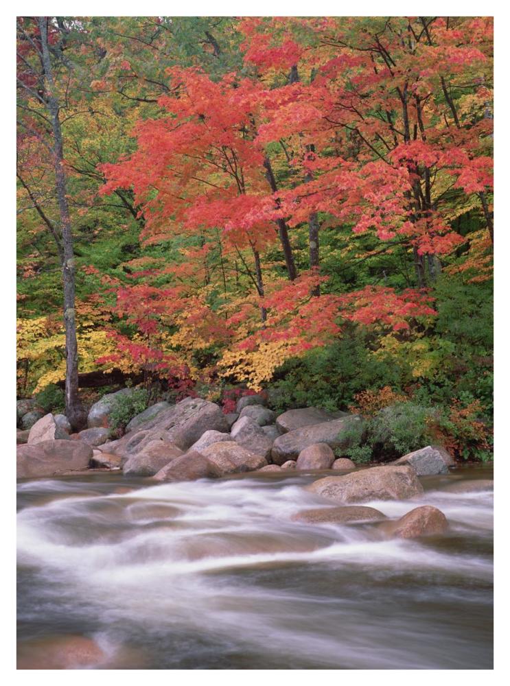 Autumn Along Swift River, White Mountains National Forest, New Hampshire-Paper Art-32X42