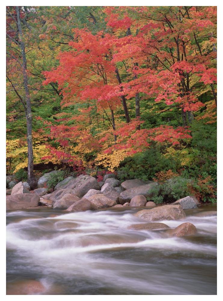 Autumn Along Swift River, White Mountains National Forest, New Hampshire-Paper Art-38X50