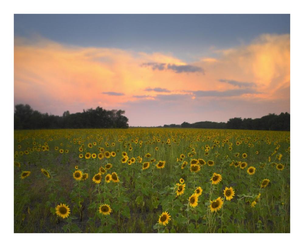 Common Sunflower Field Near Flint Hills National Wildlife Refuge, Kansas-Paper Art-22X18