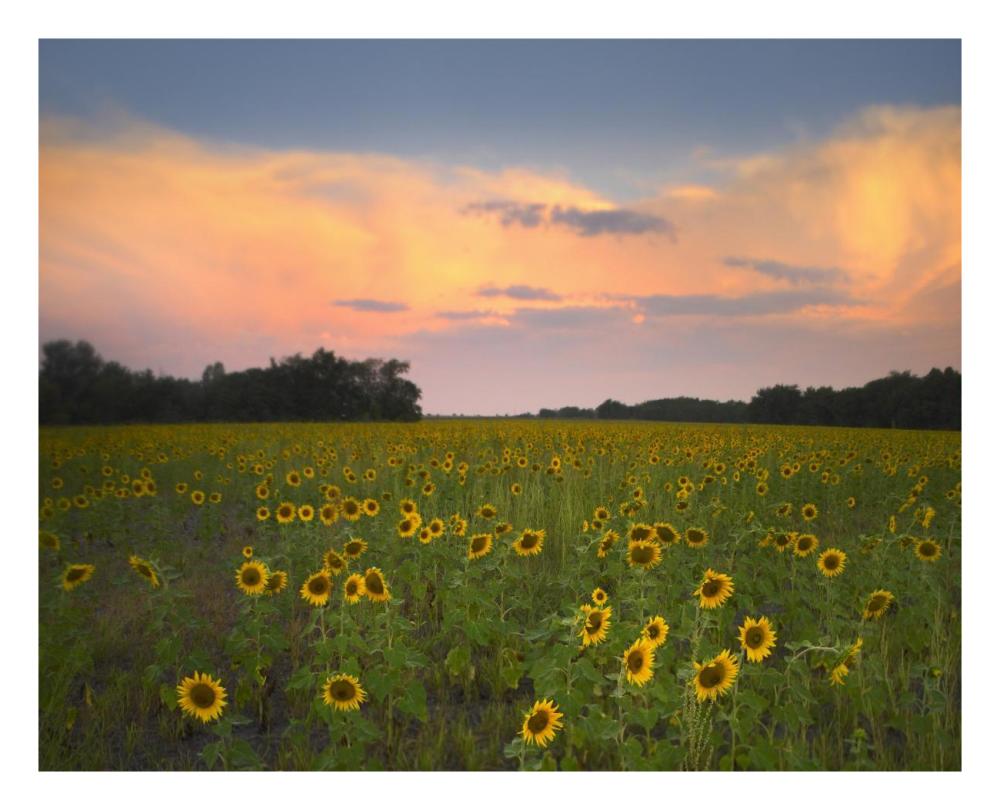 Common Sunflower Field Near Flint Hills National Wildlife Refuge, Kansas-Paper Art-26X22