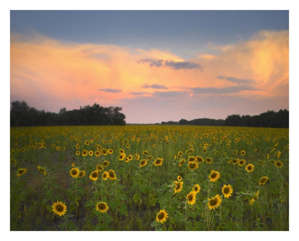 Common Sunflower Field Near Flint Hills National Wildlife Refuge, Kansas-Paper Art-30X24