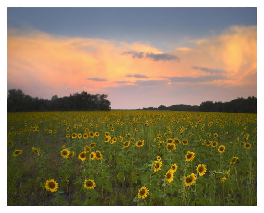 Common Sunflower Field Near Flint Hills National Wildlife Refuge, Kansas-Paper Art-37X30