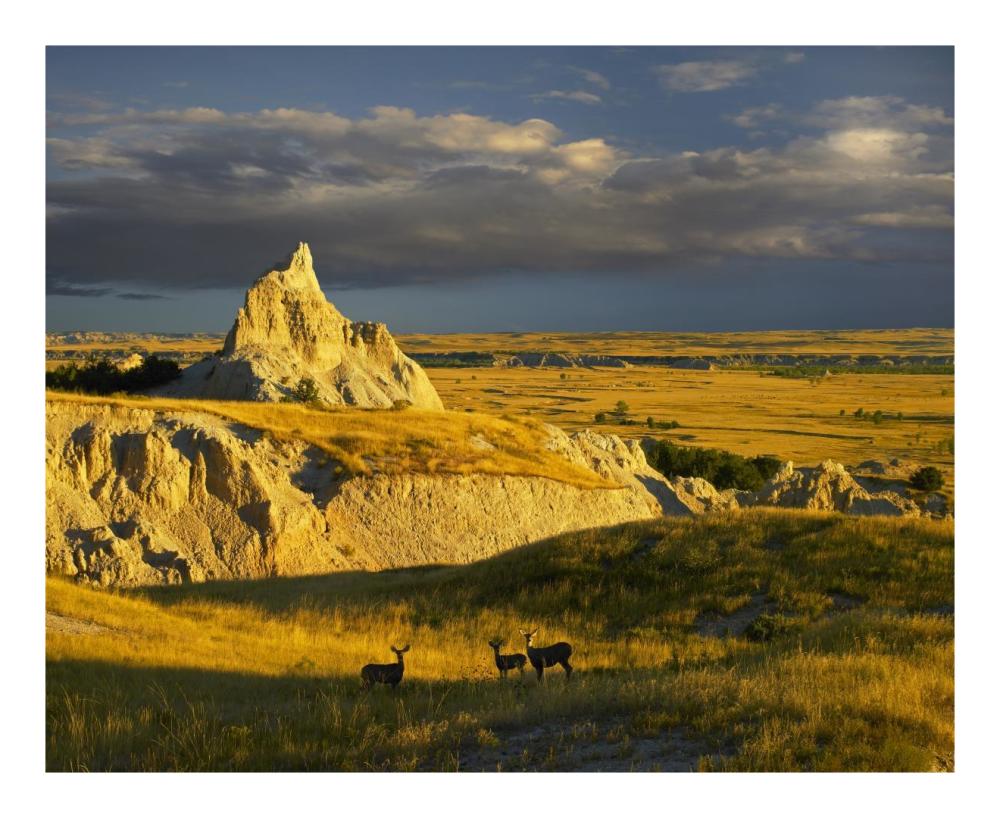 Mule Deer Trio In The Grasslands Of Badlands National Park, South Dakota-Paper Art-22X18