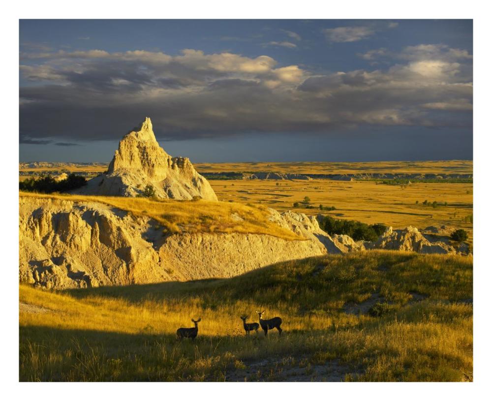 Mule Deer Trio In The Grasslands Of Badlands National Park, South Dakota-Paper Art-26X22