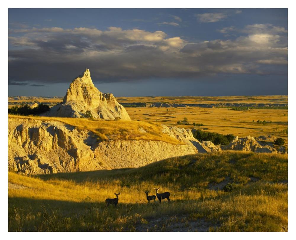 Mule Deer Trio In The Grasslands Of Badlands National Park, South Dakota-Paper Art-37X30