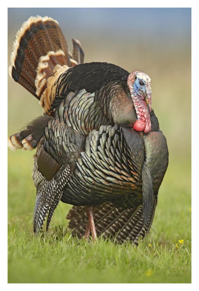 Wild Turkey Male In Cortship Display, Palo Duro Canyon State Park, Texas-Paper Art-14X20
