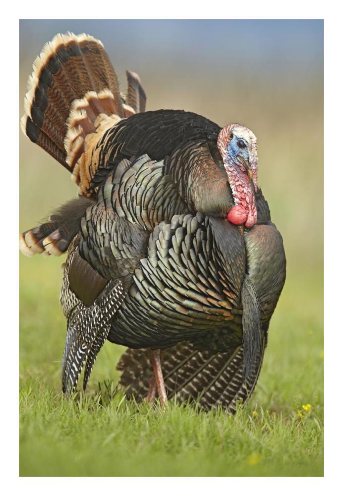 Wild Turkey Male In Cortship Display, Palo Duro Canyon State Park, Texas-Paper Art-18X26