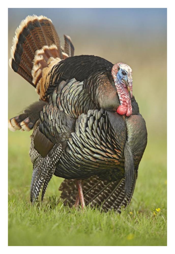 Wild Turkey Male In Cortship Display, Palo Duro Canyon State Park, Texas-Paper Art-22X32