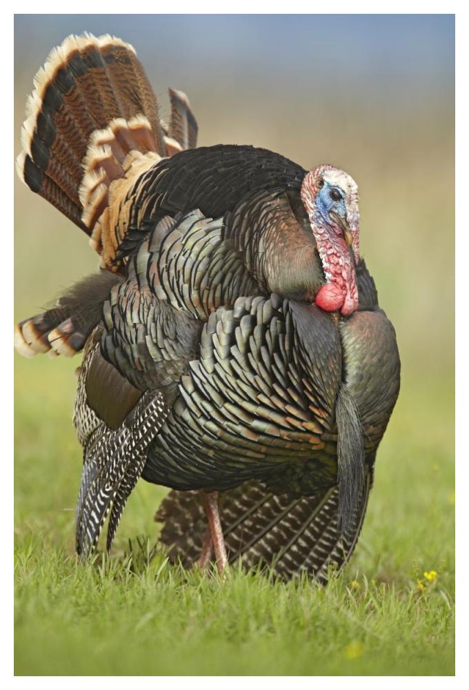 Wild Turkey Male In Cortship Display, Palo Duro Canyon State Park, Texas-Paper Art-34X50