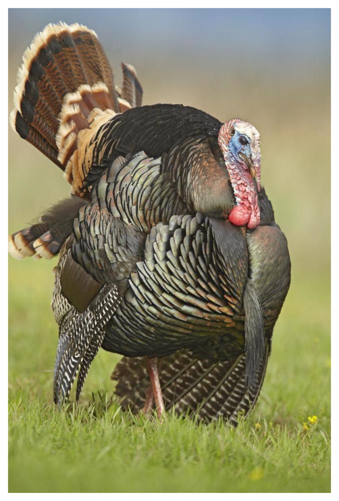 Wild Turkey Male In Cortship Display, Palo Duro Canyon State Park, Texas-Paper Art-42X62