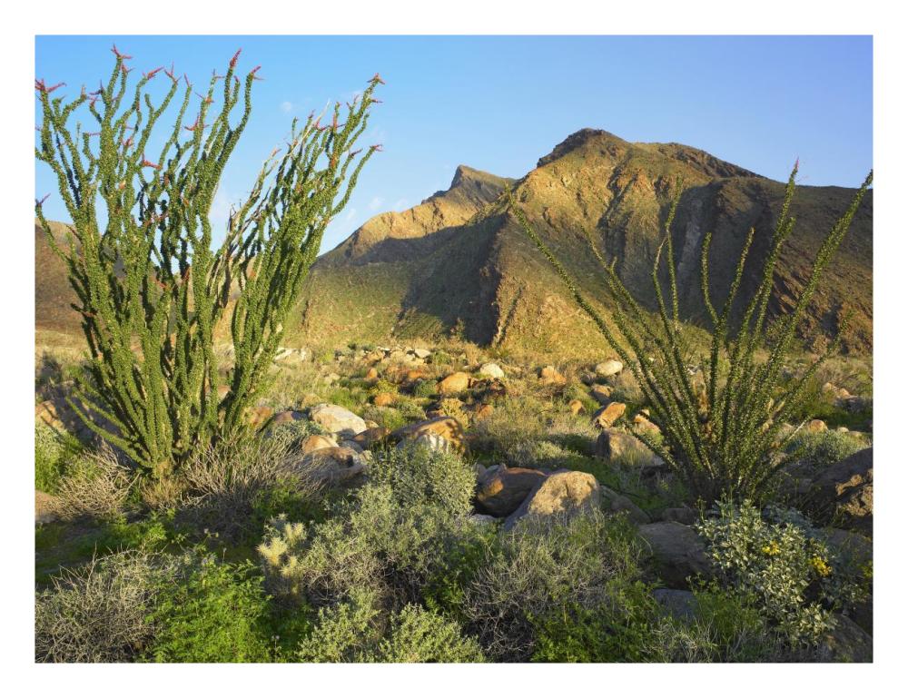 Ocotillo Borrego Palm Canyon, Anza-Borrego Desert State Park, California-Paper Art-26X20