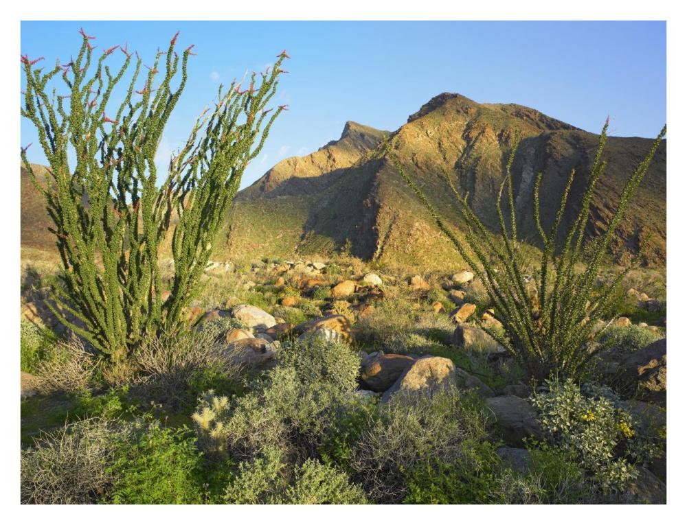 Ocotillo Borrego Palm Canyon, Anza-Borrego Desert State Park, California-Paper Art-34X26