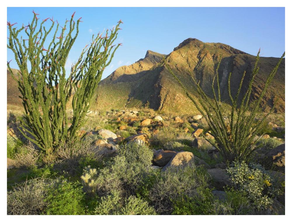 Ocotillo Borrego Palm Canyon, Anza-Borrego Desert State Park, California-Paper Art-42X32