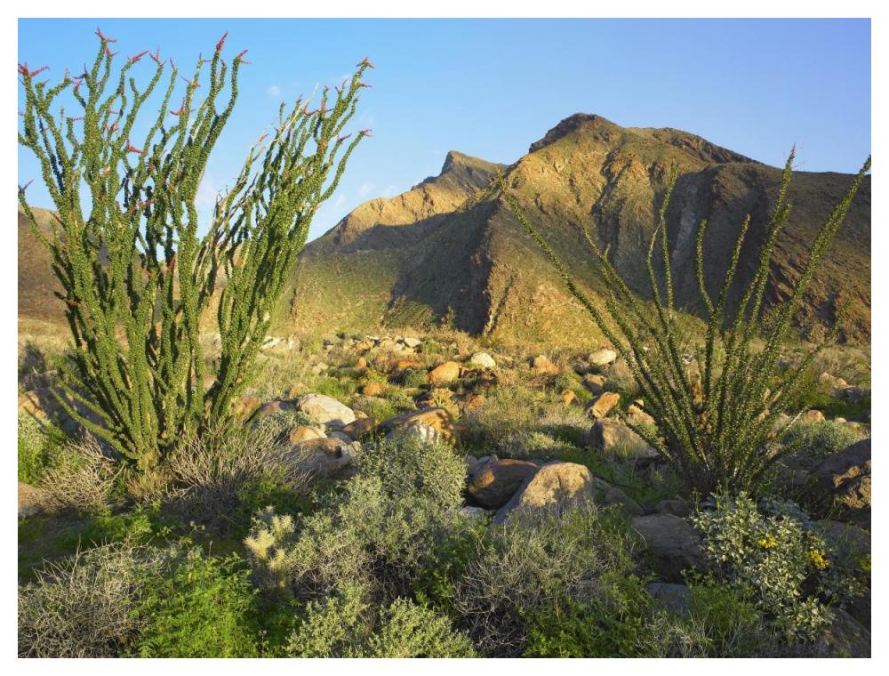 Ocotillo Borrego Palm Canyon, Anza-Borrego Desert State Park, California-Paper Art-50X38