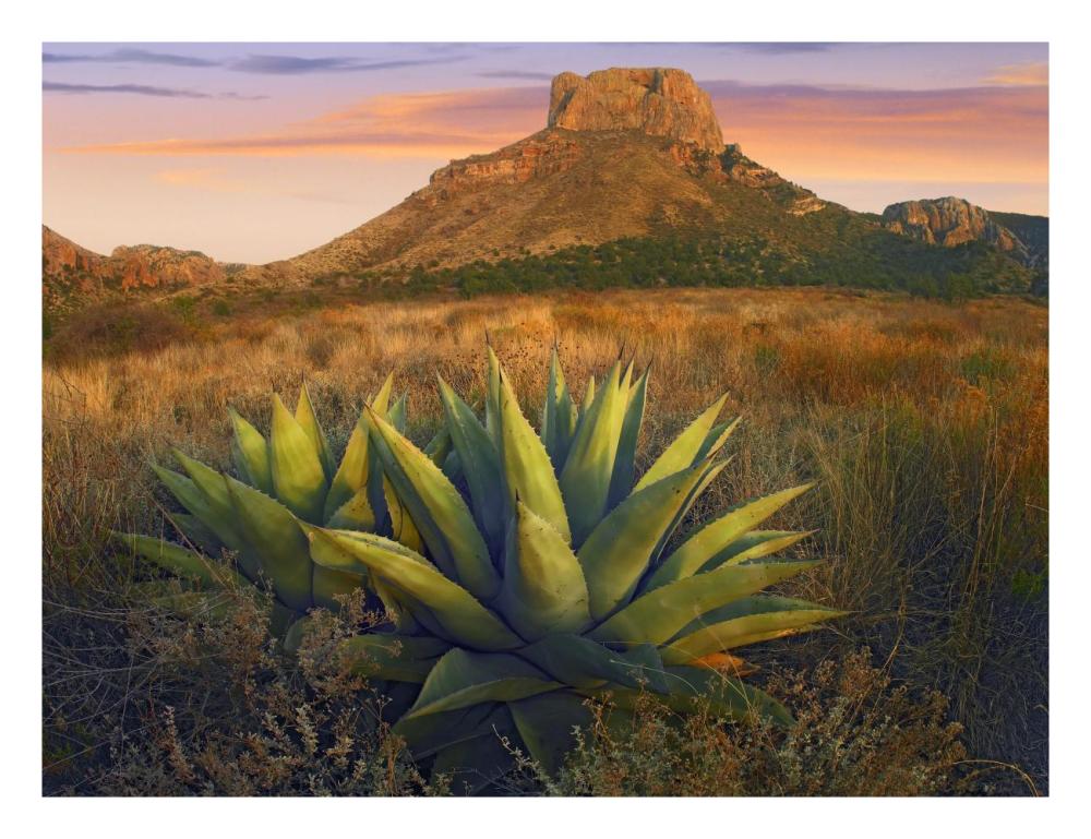 Casa Grande Butte With Agave In Foreground, Big Bend National Park, Texas-Paper Art-26X20