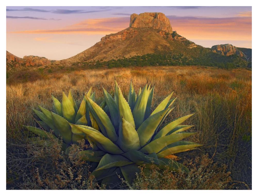 Casa Grande Butte With Agave In Foreground, Big Bend National Park, Texas-Paper Art-42X32