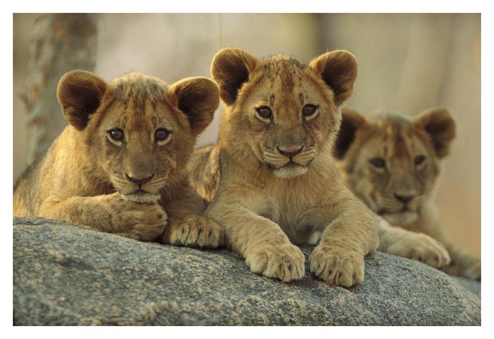 African Lion Three Cubs Resting On A Rock, Hwange National Park, Zimbabwe-Paper Art-20X14