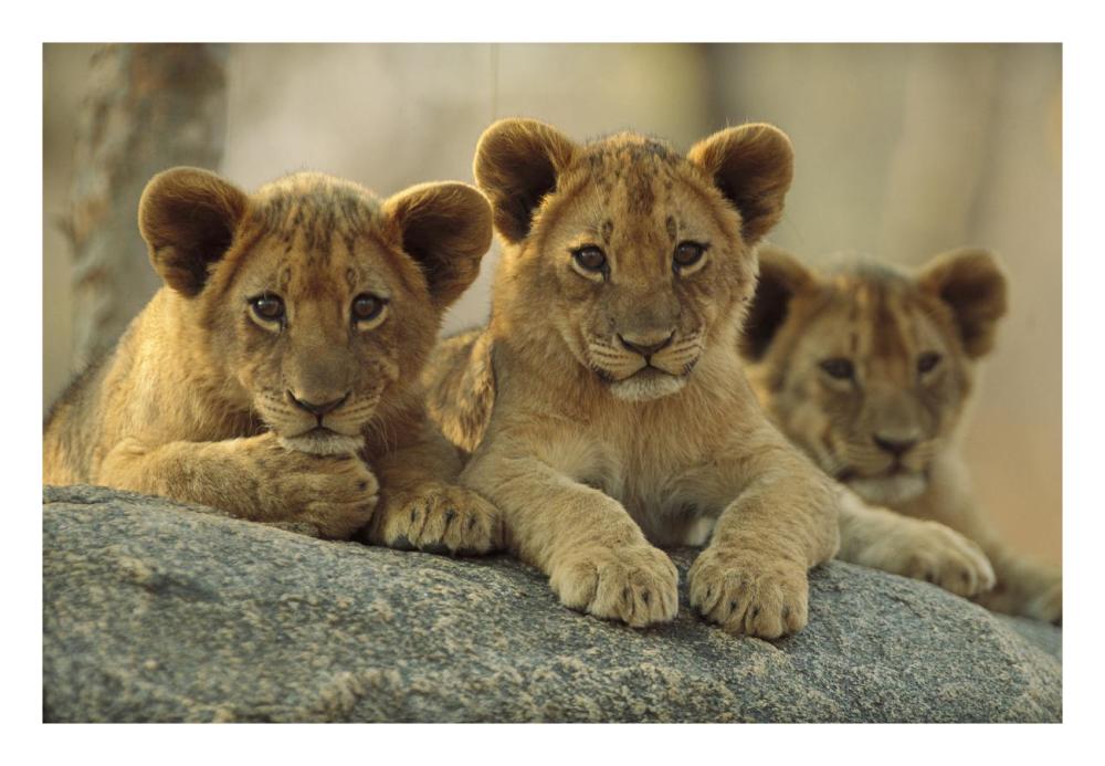 African Lion Three Cubs Resting On A Rock, Hwange National Park, Zimbabwe-Paper Art-26X18