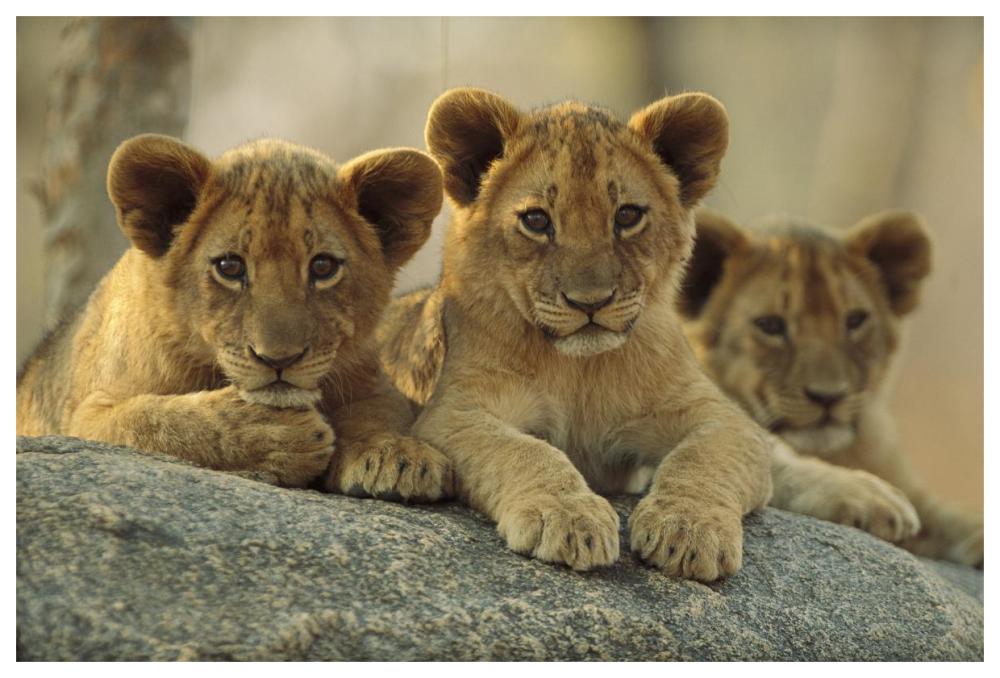 African Lion Three Cubs Resting On A Rock, Hwange National Park, Zimbabwe-Paper Art-62X42