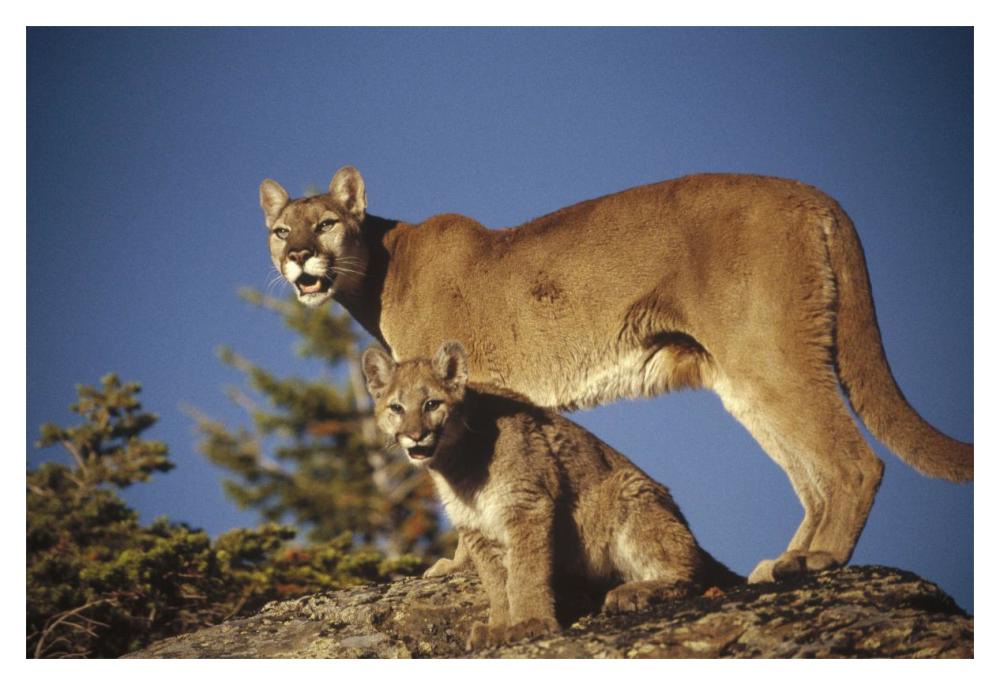 Mountain Lion Or Cougar Mother With Kitten, North America, Captive Animal-Paper Art-20X14