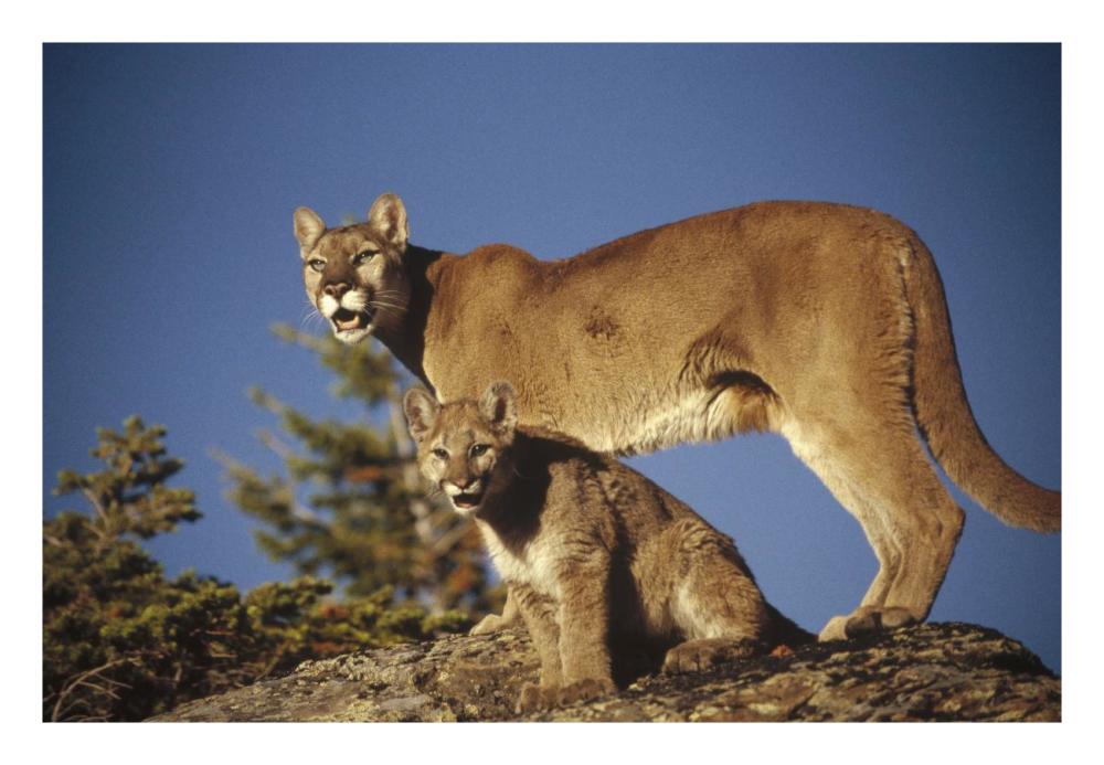 Mountain Lion Or Cougar Mother With Kitten, North America, Captive Animal-Paper Art-26X18