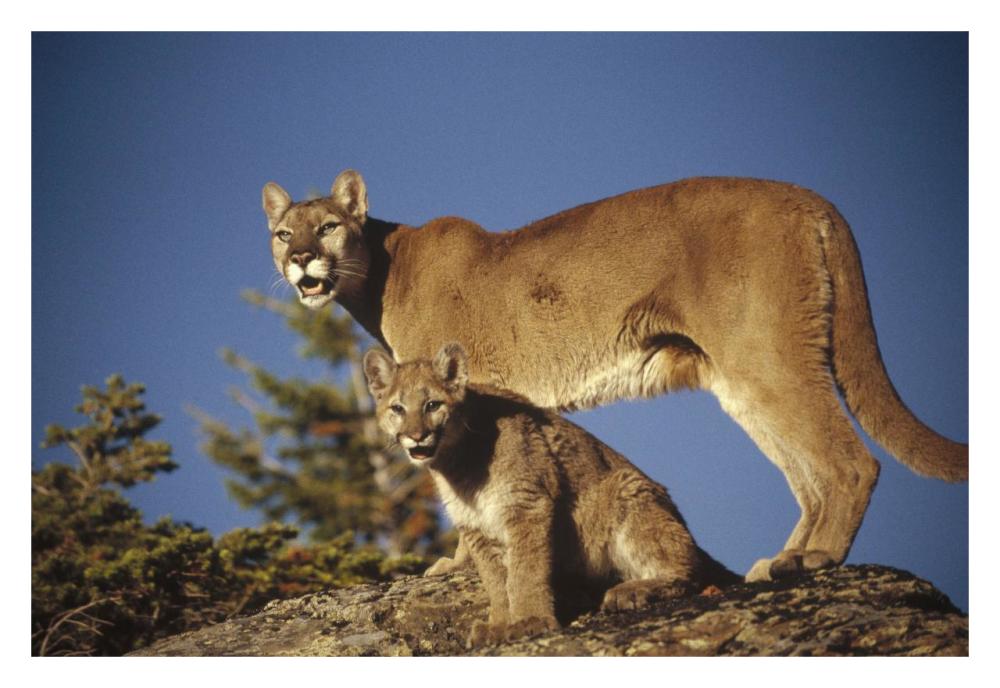 Mountain Lion Or Cougar Mother With Kitten, North America, Captive Animal-Paper Art-32X22