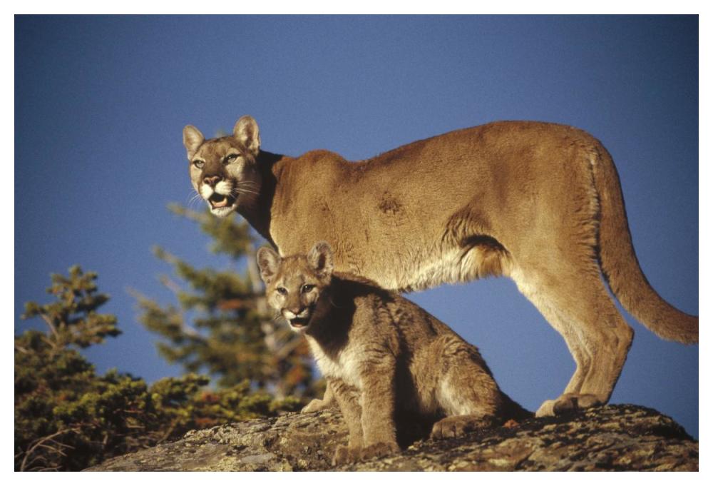 Mountain Lion Or Cougar Mother With Kitten, North America, Captive Animal-Paper Art-50X34