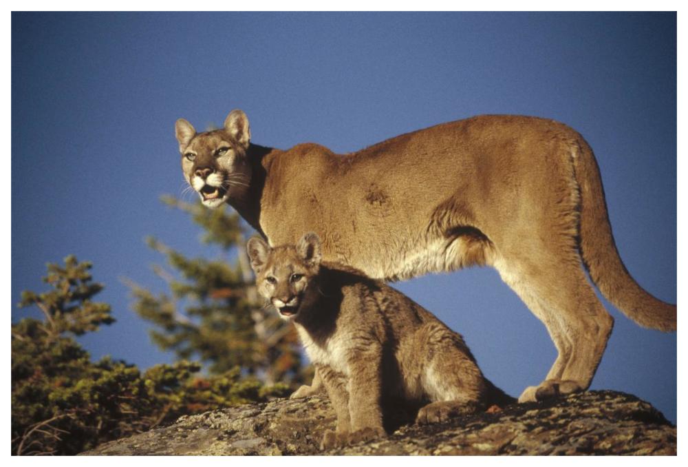 Mountain Lion Or Cougar Mother With Kitten, North America, Captive Animal-Paper Art-62X42