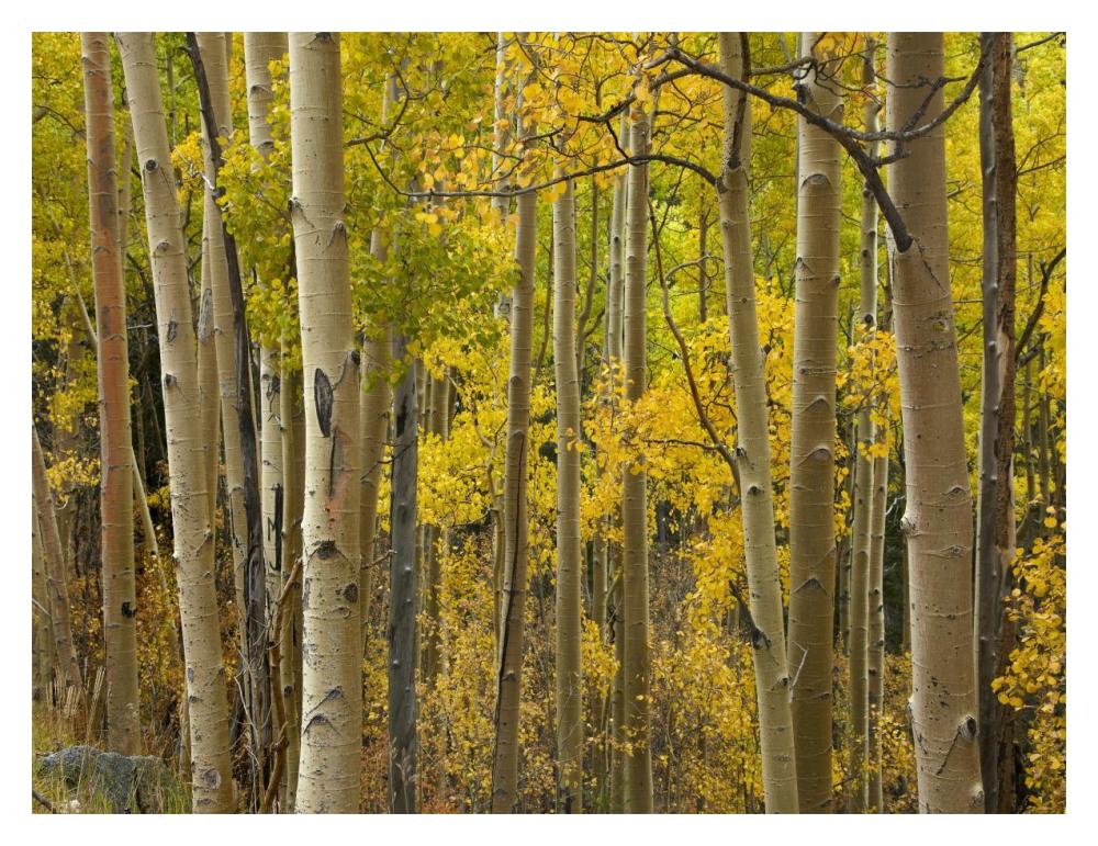 Aspen Trees In Autumn, Santa Fe National Forest Near Santa Fe, New Mexico-Paper Art-18X14