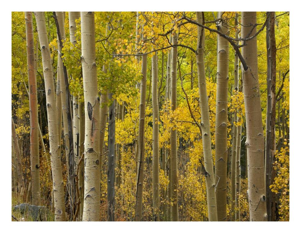 Aspen Trees In Autumn, Santa Fe National Forest Near Santa Fe, New Mexico-Paper Art-26X20