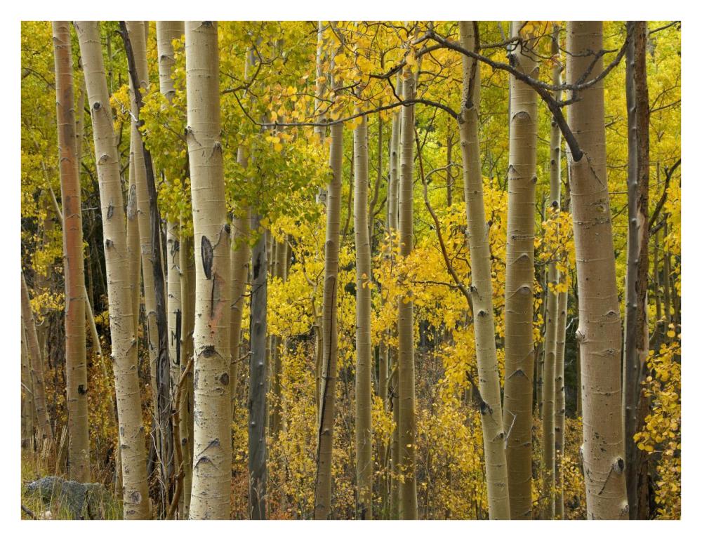 Aspen Trees In Autumn, Santa Fe National Forest Near Santa Fe, New Mexico-Paper Art-34X26