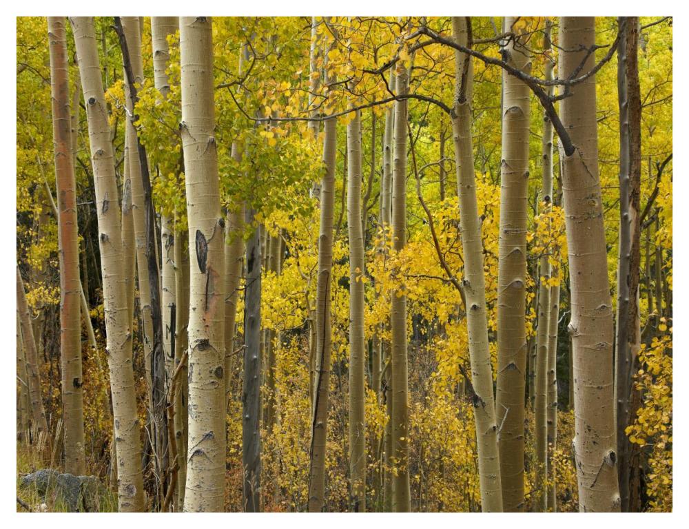 Aspen Trees In Autumn, Santa Fe National Forest Near Santa Fe, New Mexico-Paper Art-42X32