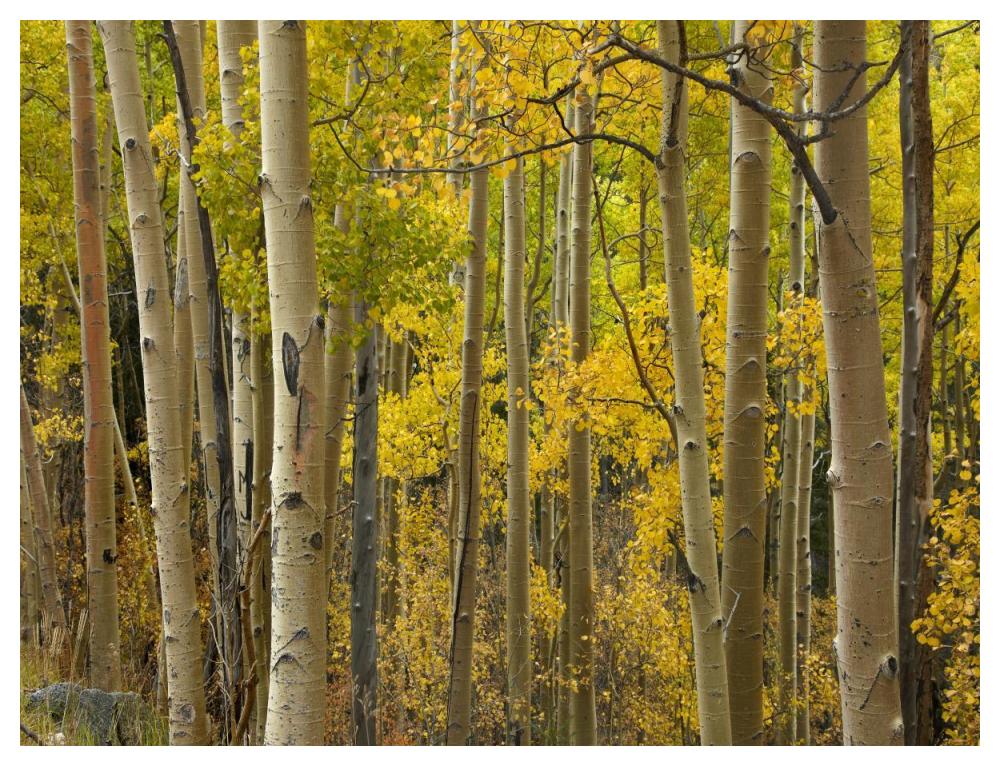 Aspen Trees In Autumn, Santa Fe National Forest Near Santa Fe, New Mexico-Paper Art-50X38