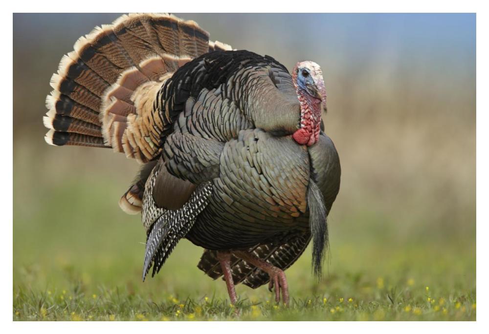 Wild Turkey Male In Courtship Display, Palo Duro Canyon State Park, Texas-Paper Art-20X14