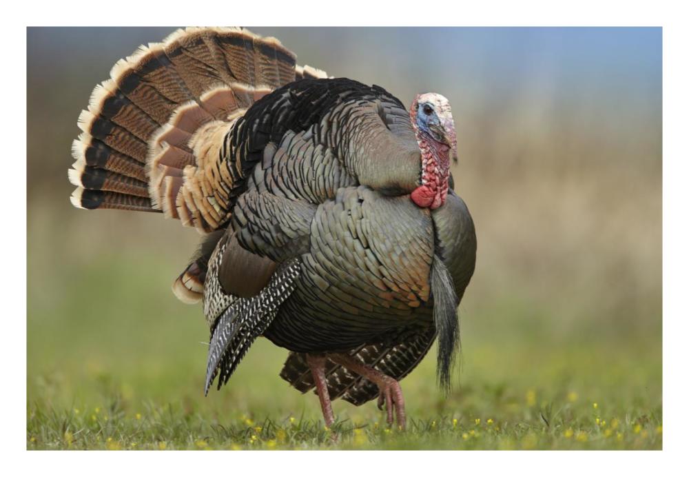 Wild Turkey Male In Courtship Display, Palo Duro Canyon State Park, Texas-Paper Art-26X18