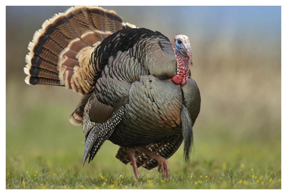 Wild Turkey Male In Courtship Display, Palo Duro Canyon State Park, Texas-Paper Art-50X34