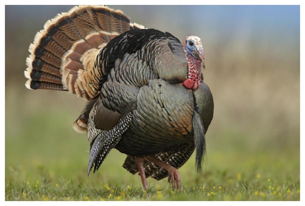 Wild Turkey Male In Courtship Display, Palo Duro Canyon State Park, Texas-Paper Art-62X42