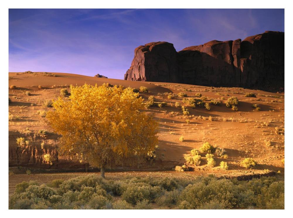 Cottonwood Tree And Coyote Bush With Sand Dunes, Monument Valley, Arizona-Paper Art-18X14