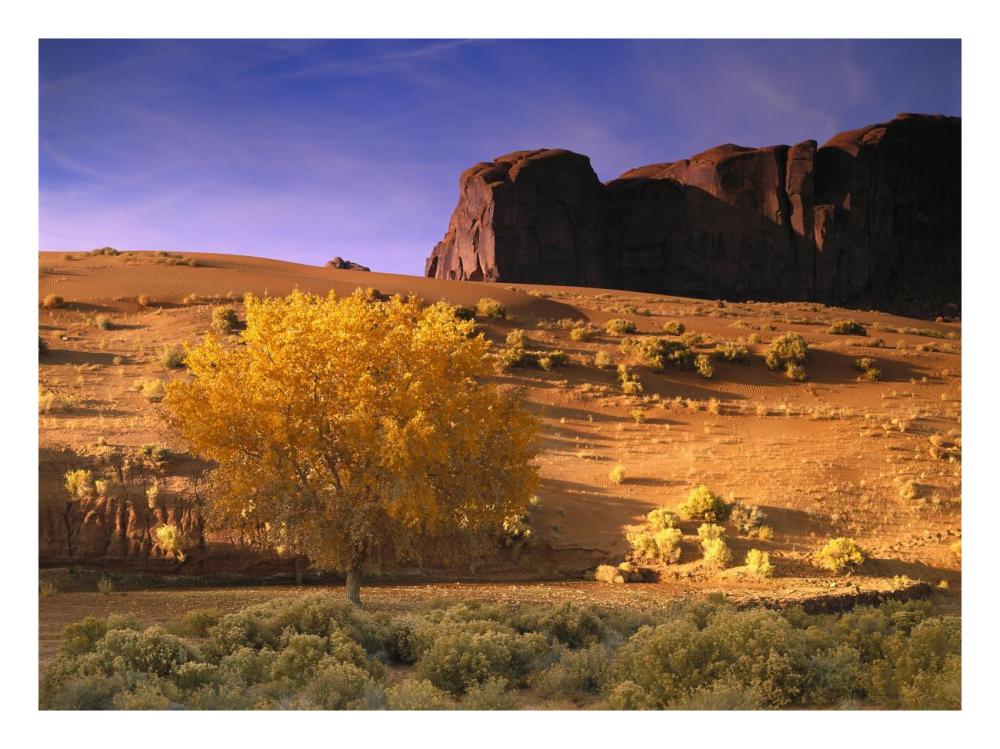 Cottonwood Tree And Coyote Bush With Sand Dunes, Monument Valley, Arizona-Paper Art-26X20