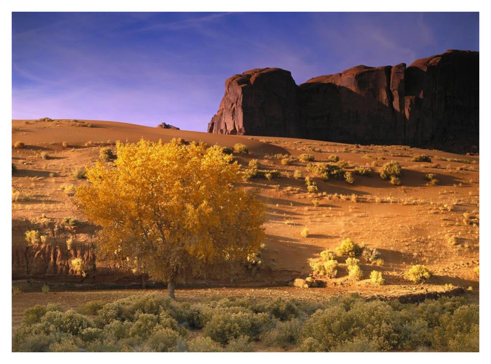 Cottonwood Tree And Coyote Bush With Sand Dunes, Monument Valley, Arizona-Paper Art-42X32