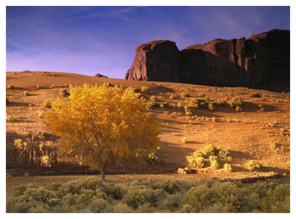 Cottonwood Tree And Coyote Bush With Sand Dunes, Monument Valley, Arizona-Paper Art-50X38