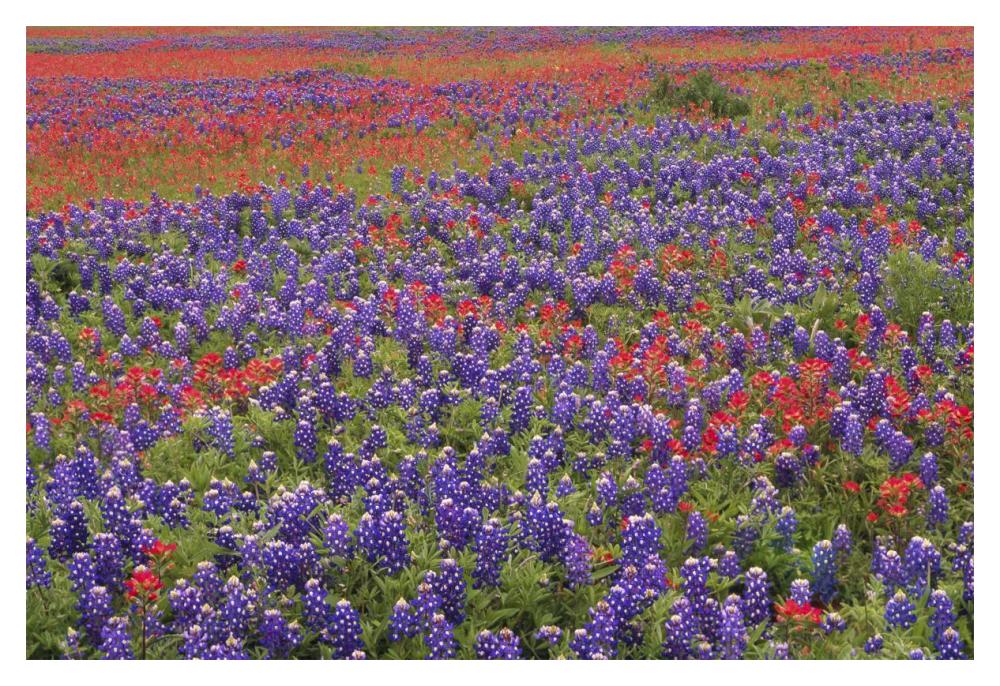 Hill Country Wildflowers Including Sand Bluebonnets And Paintbrush, Texas-Paper Art-20X14
