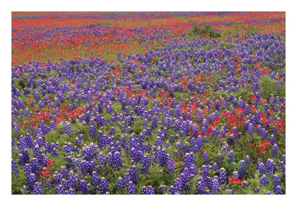 Hill Country Wildflowers Including Sand Bluebonnets And Paintbrush, Texas-Paper Art-26X18