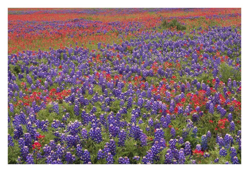 Hill Country Wildflowers Including Sand Bluebonnets And Paintbrush, Texas-Paper Art-32X22