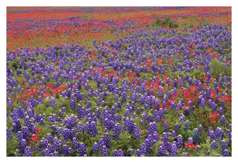 Hill Country Wildflowers Including Sand Bluebonnets And Paintbrush, Texas-Paper Art-38X26