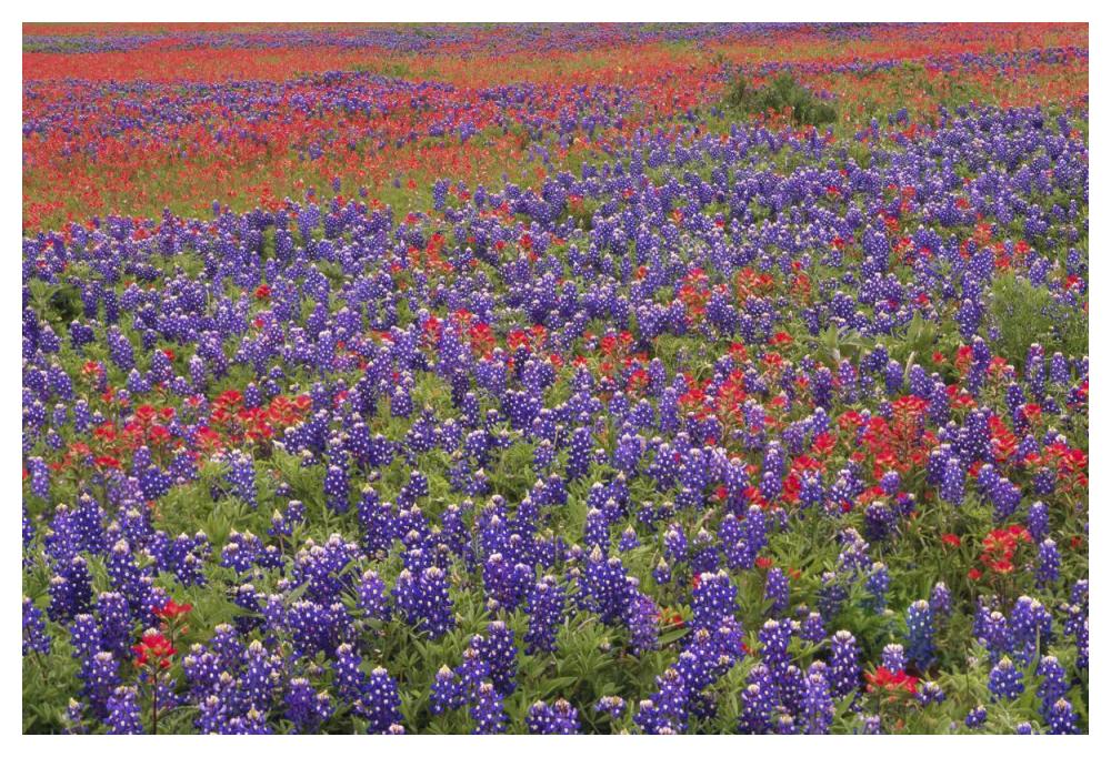 Hill Country Wildflowers Including Sand Bluebonnets And Paintbrush, Texas-Paper Art-50X34