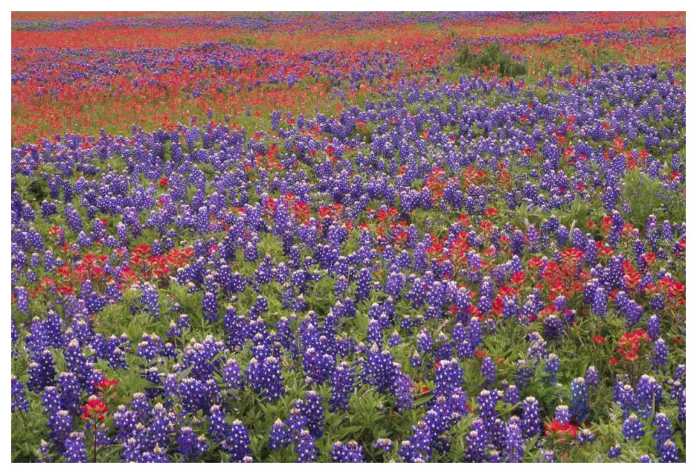 Hill Country Wildflowers Including Sand Bluebonnets And Paintbrush, Texas-Paper Art-62X42