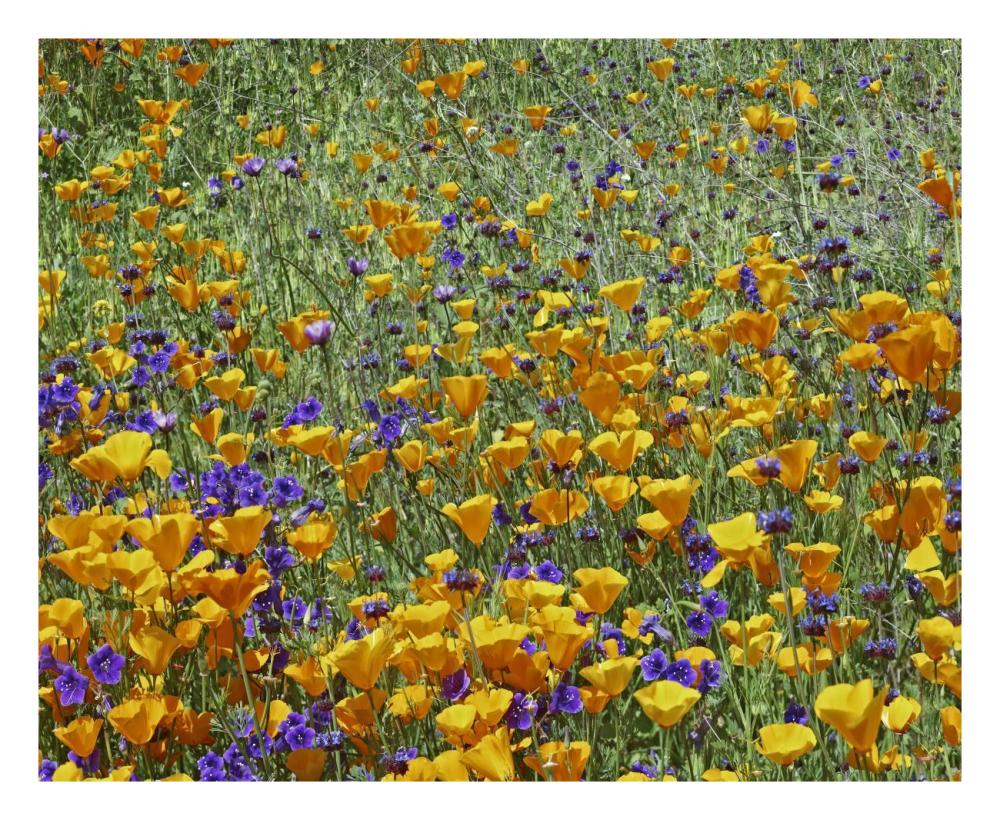 California Poppy And Desert Bluebell Flowers, Antelope Valley, California-Paper Art-26X22