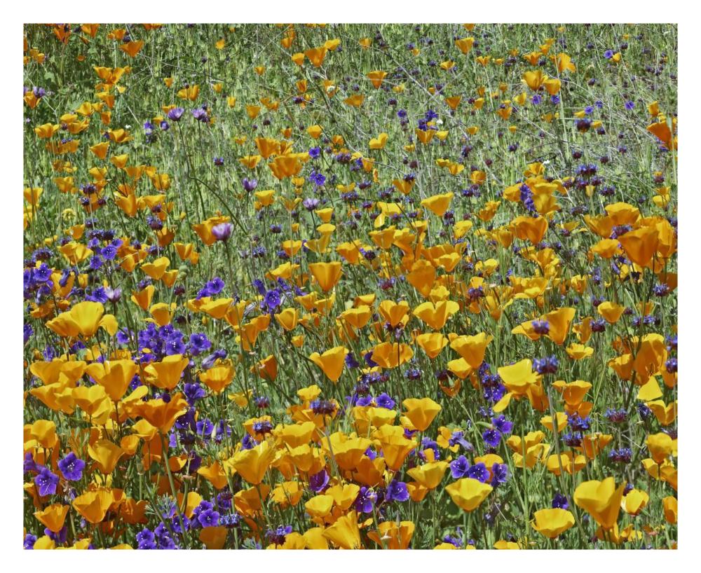 California Poppy And Desert Bluebell Flowers, Antelope Valley, California-Paper Art-30X24